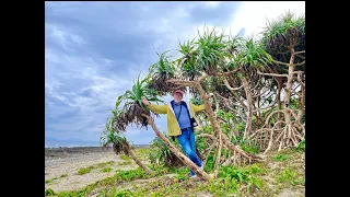 Voyage to Okinawa: Secrets of a Mysterious Island Revealed