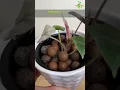 Let’s Repot Variegated Alocasia to a Bigger Self-Watering Pot with Clay Pebbles