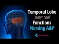 Temporal Lobe Functions Anatomy and Physiology for Nurses