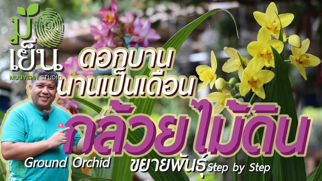 กล้วยไม้ดิน ดอกบานนานเป็นเดือน มากสีสัน กล้วยไม้อื่นชิดซ้ายเพราะเลี้ยงง่าย ไม่เอาแต่ใจ Ground Orchid