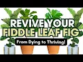 How to Revive a Dying Fiddle Leaf Fig Fix Brown Spots Drooping Leaves Root Rot Fast