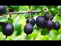 Download Lagu Evo kako da uzgajate novo hibridno voće koje donosi ogromnu zaradu a koje dobro uspeva i na Balkanu