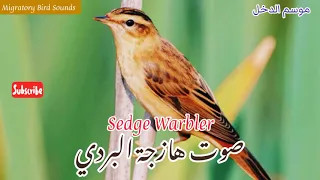 موسم الدخل  صوت هازجة البردي  سويحلية مخططة                      دندنها
