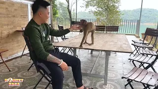 Only Dad makes Monkey Kaka feel safe when her around