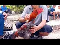 Download Lagu TRAH BR4KOT SEKARANG BANYAK DI CARI‼️AYAM BANGKOK PASAR SUMPIUH 
