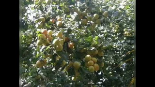 صبحكم ومساكم الله بالخير يا أهلي الكرام دندنها