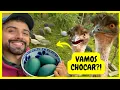 Download Lagu Colocando ovos de Emu para Chocar - Tratando dos Animais - Leitões Mamando | Gutejando