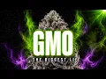 GMO The Strain That Fooled Everybody