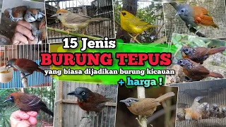 15 types of tepus birds chirping birds including the price of the materials
