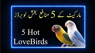 Download Top 5 Love birds | Hot birds | Commercial Love Birds MP3