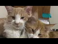 Southeast Portland woman s missing cats found in LA after two-year search