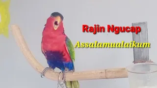 subhanallah burung ini rajin ngucap assalamualaikum