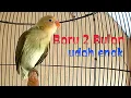 Download Lagu Lovebird baby 2 bulan udah enak di kelas lovebird pemula