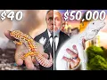 My Cheapest Lizard To My Most Expensive Lizard