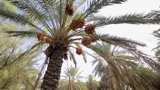 شيلة   ليتني    مثل النخل مايجيب الا تمر دندنها