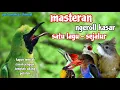 Download Lagu Masteran Suara Kasar Full Tembakan || Masteran Cucak ijo Besetan Tembakan Kasar