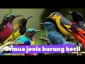 Download Lagu Suara pikat burung kolibri pijantung kemanden ampuh dan jernih