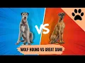 The Irish Wolfhound vs Great Dane
