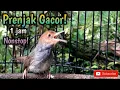 Download Lagu MASTERAN PRENJAK GACOR 1 JAM NONSTOP!