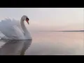 Relaxing Sleep Music: Soft Piano Music, Fall Asleep, Spa Music, Sleeping Music ★100