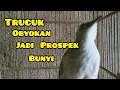 Trucuk obyokan💯 memanggil teman, agar ikut BUNYI