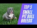 Top 5 Small Pitbull Breeds For Pets