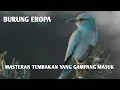 SMART MASTERING TEMBAKAN MUDAH MASUK || MASTERAN TEMBAKAN BURUNG EROPA