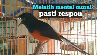 Download pancingan murai batu bahorok separing untuk melatih mental lomba MP3