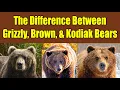 Difference Between Grizzly Bears Brown Bears and Kodiak Bears - Alaska Bears