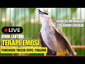 Download Lagu Masteran Trucukan Gacor Ngalas Tarung Ropel Panjang | Ampuh Untuk Pancingan Trucuk Agar Bunyi Nyaut
