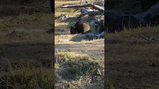 This was #worldwildlife day, we are so happy and lucky to see a Wombat, or two ,wandering around.