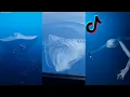 Download Lagu Scary Sea Monsters TikTok Compilation