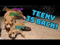 Download Lagu Teeny is back but not himself 😢 #fox #wildlife #cute #fyp #viralvideo 