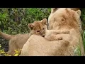 Mother Lioness Protecting Her Cubs From Father Lion | Maasai Mara National Reserve