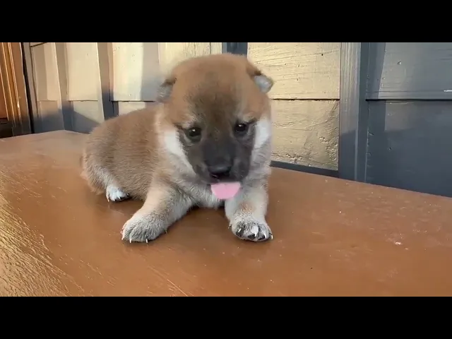 動画
