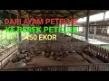 Download Lagu DARI BERTERNAK AYAM PETELUR  BERALIH KE BEBEK PETELUR 450 EKOR