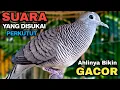 Download Lagu Perkutut Lokal Gacor Suara Paling Ampuh Untuk Pancingan Burung Perkutut Agar Bunyi.