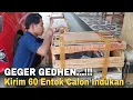 Lagu GEGER GEDHEN !! Kirim 60 Ekor Calon Indukan Entok Rambon ke Jawa Barat